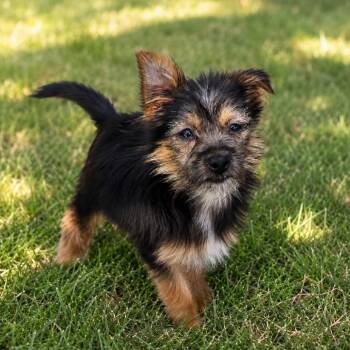 york -  Yorkshire Terrier and Mixed Breed Dog for Adoption in Tylertown, Mississippi - York | PetCurious