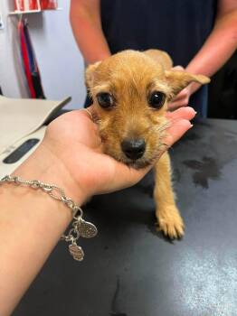 Dot -  Chihuahua Dog for Adoption in New Braunfels, Texas - Dot | PetCurious