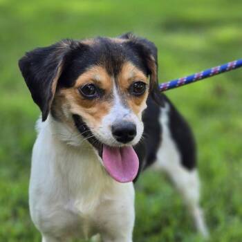 Sour Patch -  Beagle Dog for Adoption in Locust Fork, Alabama - Sour Patch | PetCurious
