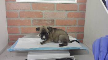 A2080719 -  Staffordshire Bull Terrier and Mixed Breed Dog for Adoption in Houston, Texas - A2080719 | PetCurious