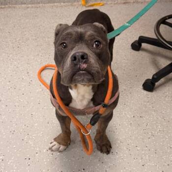 Chanel -  Pit Bull Terrier Dog for Adoption in Indianapolis, Indiana - Chanel | PetCurious