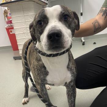 Pit Bull Terrier Dogs Available for Adoption - Mickey | PetCurious