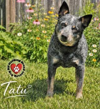 Tatu -  Cattle Dog Dog for Adoption in Joliet, Illinois - Tatu | PetCurious