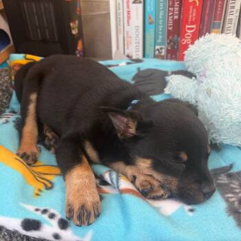 Cattle Dog and Mixed Breed Dogs Available for Adoption in Charlottesville, Virginia - Wilber | PetCurious