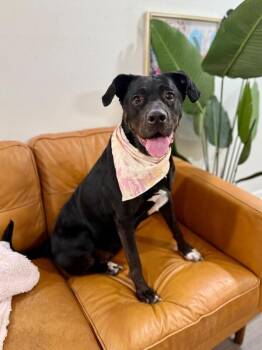 Willow Gentle Family Girl and Ready Bestie -  Rottweiler and Black Labrador Retriever Dog for Adoption in Friendswood, Texas - Willow Gentle Family Girl And Ready Bestie | PetCurious