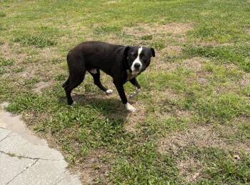 Terrier Dogs Available for Adoption in Wauchula, Florida - Bandit | PetCurious