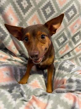 Dory -  Chihuahua Dog for Adoption in Newport, New Hampshire - Dory | PetCurious