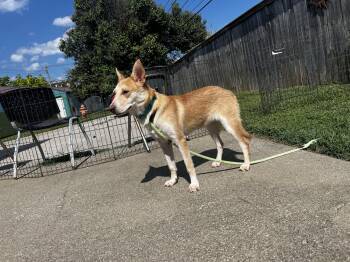 Lucy lou -  Terrier and Labrador Retriever Dog for Adoption in Lexington, Kentucky - Lucy Lou | PetCurious
