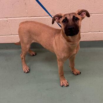 LaRaines -  Mixed Breed Dog for Adoption in Memphis, Tennessee - LaRaines | PetCurious