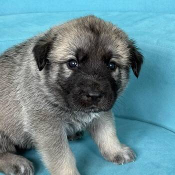 GOLDIE-Local -  Anatolian Shepherd Dog for Adoption in Warwick, Rhode Island - GOLDIE-Local | PetCurious