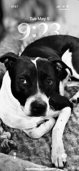 Matrix -  American Staffordshire Terrier Dog for Adoption in Mico, Texas - Matrix | PetCurious