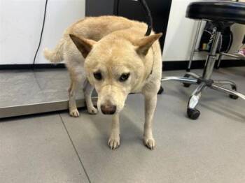 Rescue Mixed Breed Dogs for Adoption in West Chester, Pennsylvania - Bootsie | PetCurious