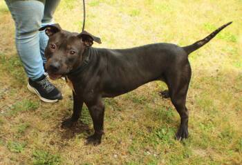 Skye -  Pit Bull Terrier and Affenpinscher Dog for Adoption in Coupeville, Washington - Skye | PetCurious