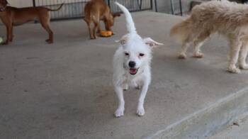 Rescue Terrier and Chihuahua Dogs for Adoption in Richmond, Texas - April | PetCurious