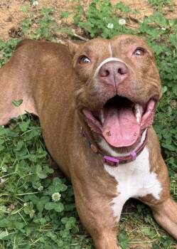 Gingersnap -  Mixed Breed Dog for Adoption in Atlanta, Georgia - Gingersnap | PetCurious