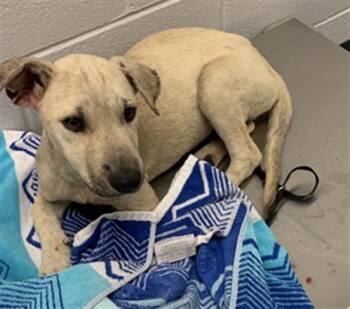 LIBRARIAN LARRY -  German Shepherd Dog and Mixed Breed Dog Available for Adoption in Corpus Christi, Texas - LIBRARIAN LARRY | PetCurious