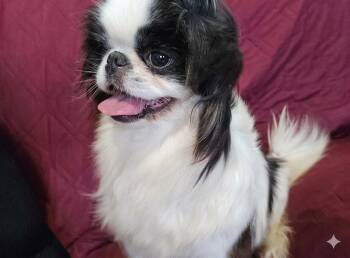 Trixie -  Japanese Chin Dog for Adoption in Winchester, Connecticut - Trixie | PetCurious