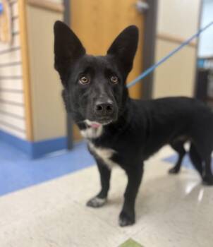 Sky -  Corgi and Border Collie Dog for Adoption in Sioux City, Iowa - Sky | PetCurious