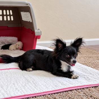 Peppa (*) -  Chihuahua Dog for Adoption in Sacramento, California - Peppa (*) | PetCurious