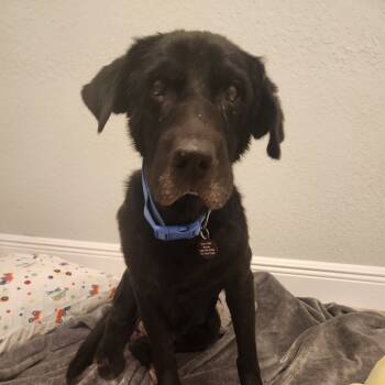 Rescue Black Labrador Retriever Dogs for Adoption in Merritt Island, Florida - Bernard (Bernie) | PetCurious