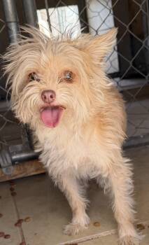 Mia -  Border Terrier Dog for Adoption in Deming, New Mexico - Mia | PetCurious