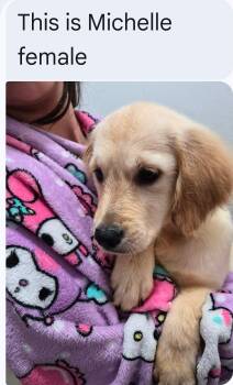 Malibu -  Golden Retriever Dog for Adoption in Houston, Texas - Malibu | PetCurious