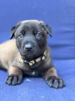 Figgy -  Belgian Shepherd Malinois and German Shepherd Dog Dog for Adoption in Pleasant Hill, California - Figgy | PetCurious