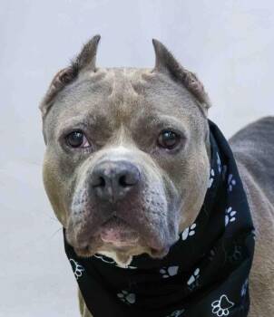 Terrier Dogs Available for Adoption in Sanford, Florida - Dondota | PetCurious