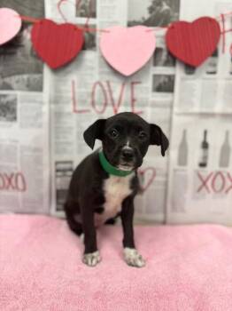 Labrador Retriever and Mixed Breed Dogs Available for Adoption - Paris | PetCurious