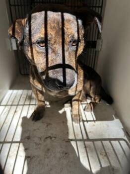 Martin Lawrence -  Labrador Retriever and Pit Bull Terrier Dog for Adoption in Mobile, Alabama - Martin Lawrence | PetCurious