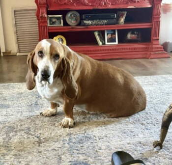 Rescue Basset Hound Dogs for Adoption in Grapevine, Texas - Loretta | PetCurious