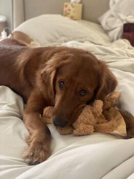 Golden Retriever Dogs Available for Adoption - BANKS | PetCurious