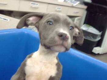 Mixed Breed Dogs Available for Adoption - MAW MAW | PetCurious