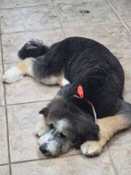Irving -  Bernese Mountain Dog and Poodle Dog for Adoption in Tenafly, New Jersey - Irving | PetCurious
