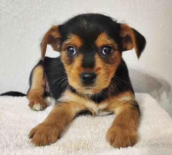 Yorkshire Terrier and Chihuahua Dogs Available for Adoption - Benny  | PetCurious
