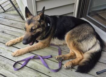 German Shepherd Dog Dogs Available for Adoption in Baltimore, Maryland - Margret | PetCurious