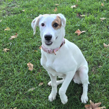 Rescue Beagle Dogs for Adoption in San Jacinto, California - Flower | PetCurious