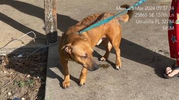 Mixed Breed Dogs Available for Adoption in Ocala, Florida - HUDSON | PetCurious