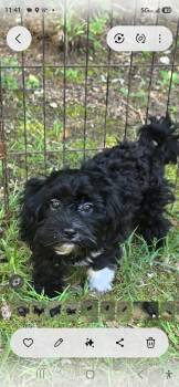 Haley -  Shih Poo Dog for Sale in Covington, Georgia - Haley | PetCurious