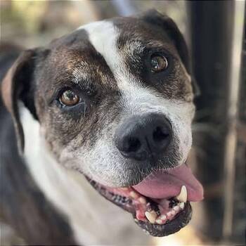 Rescue Boxer and Mixed Breed Dogs for Adoption in Brock, Texas - Canoli | PetCurious