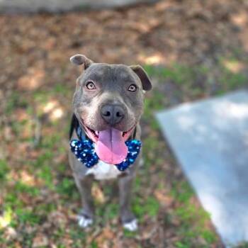 Chico -  Mixed Breed Dog for Adoption in Port Charlotte, Florida - Chico | PetCurious