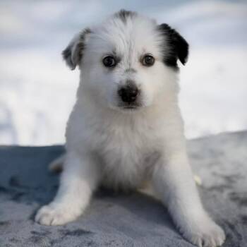 Great Pyrenees Dogs Available for Adoption - CT Tater | PetCurious