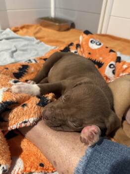 Mixed Breed Dogs Available for Adoption - Tiler | PetCurious