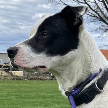 Australian Shepherd Dogs Available for Adoption in Spokane, Washington - Keira | PetCurious