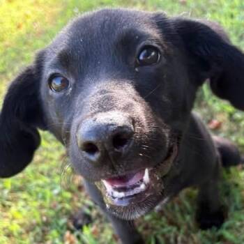 Katie -  Black Labrador Retriever Dog for Adoption in Tunica, Mississippi - Katie | PetCurious