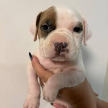 Happy -  Catahoula Leopard Dog and Mixed Breed Dog for Adoption in Merritt Island, Florida - Happy | PetCurious