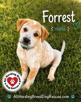 Forest -  Cattle Dog Dog for Adoption in Joliet, Illinois - Forest | PetCurious