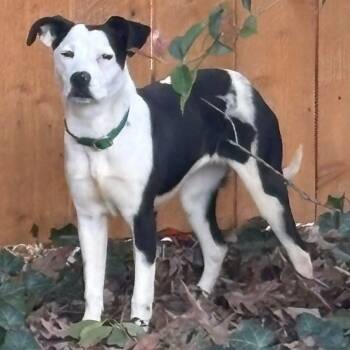 Pit Bull Terrier Dogs Available for Adoption in Greensboro, North Carolina - Jessie | PetCurious