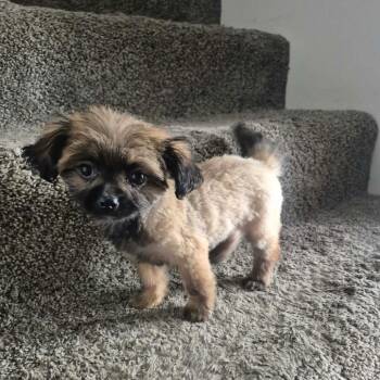 Bear -  Shih Tzu Dog for Adoption in Tomah, Wisconsin - Bear | PetCurious