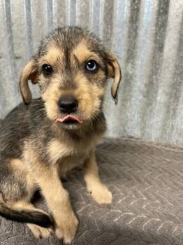 Zoey -  Terrier Dog for Adoption in Polson, Montana - Zoey | PetCurious